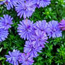 vibrant violet dew drops