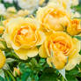 beautiful yellow rosebud blossoms