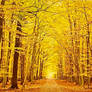 autumns mystical pathway