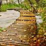 forest entryway