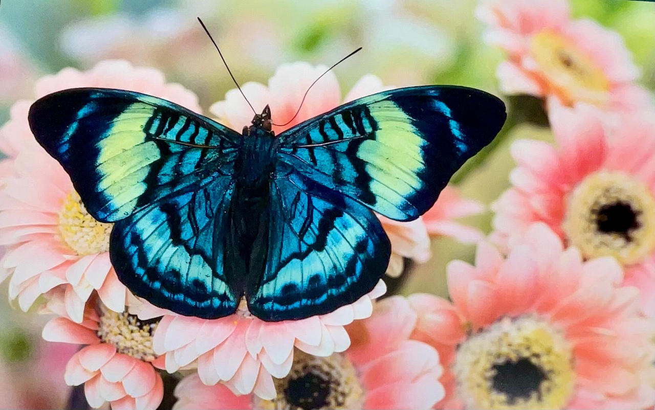 Euthalia butterfly