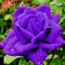 ravishing purple rosebud