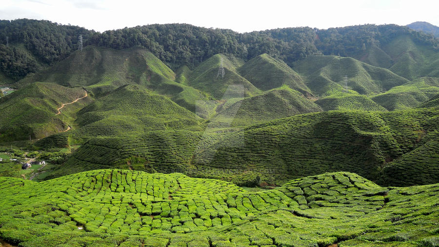 Tea Plantation - Cameron