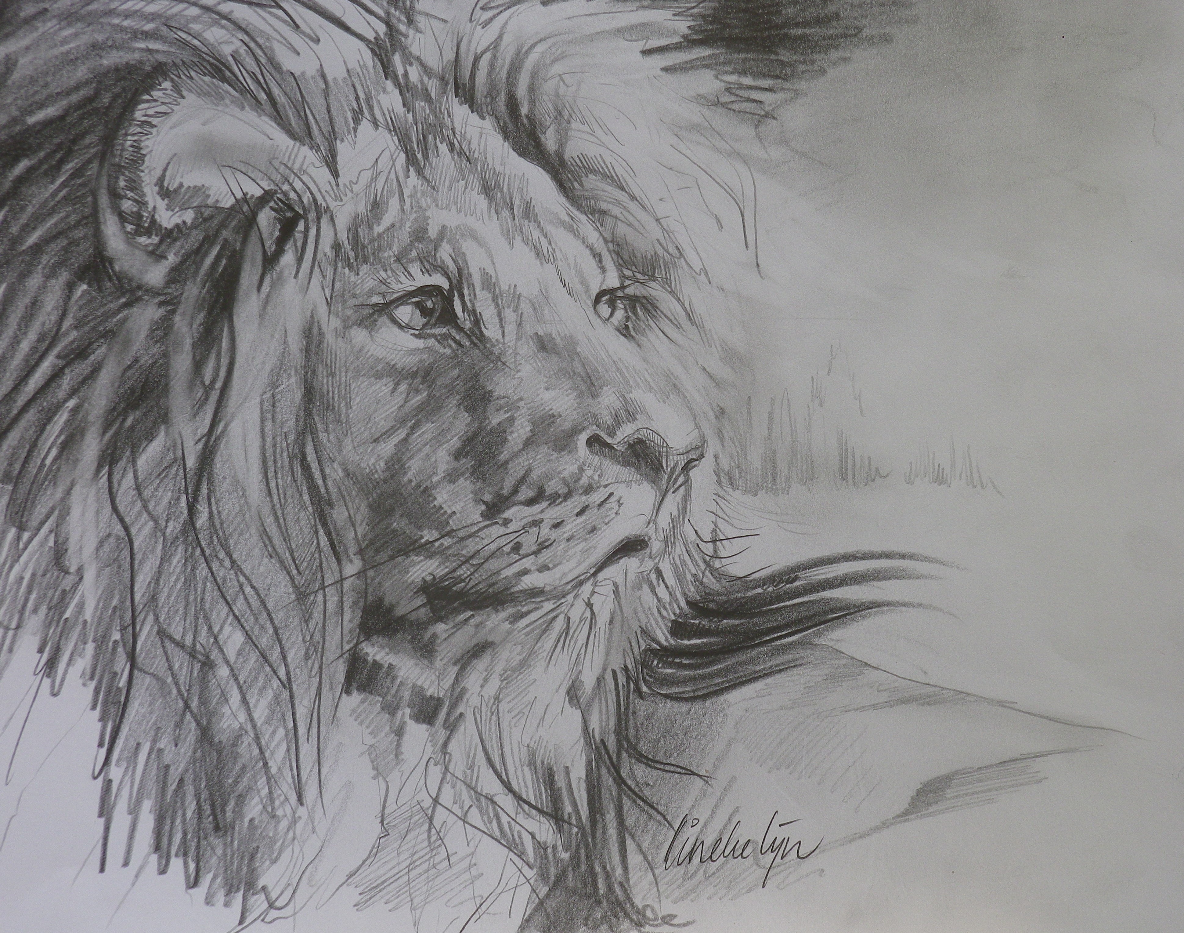 Lion study