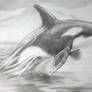 Orca study 2