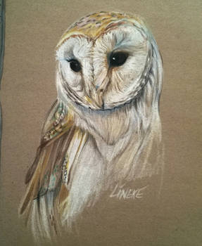Barn owl in Pastel