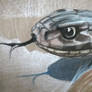 Dugite Snake study #2