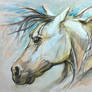 Horse head in aquarel pencils