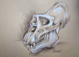 Gorilla skull study