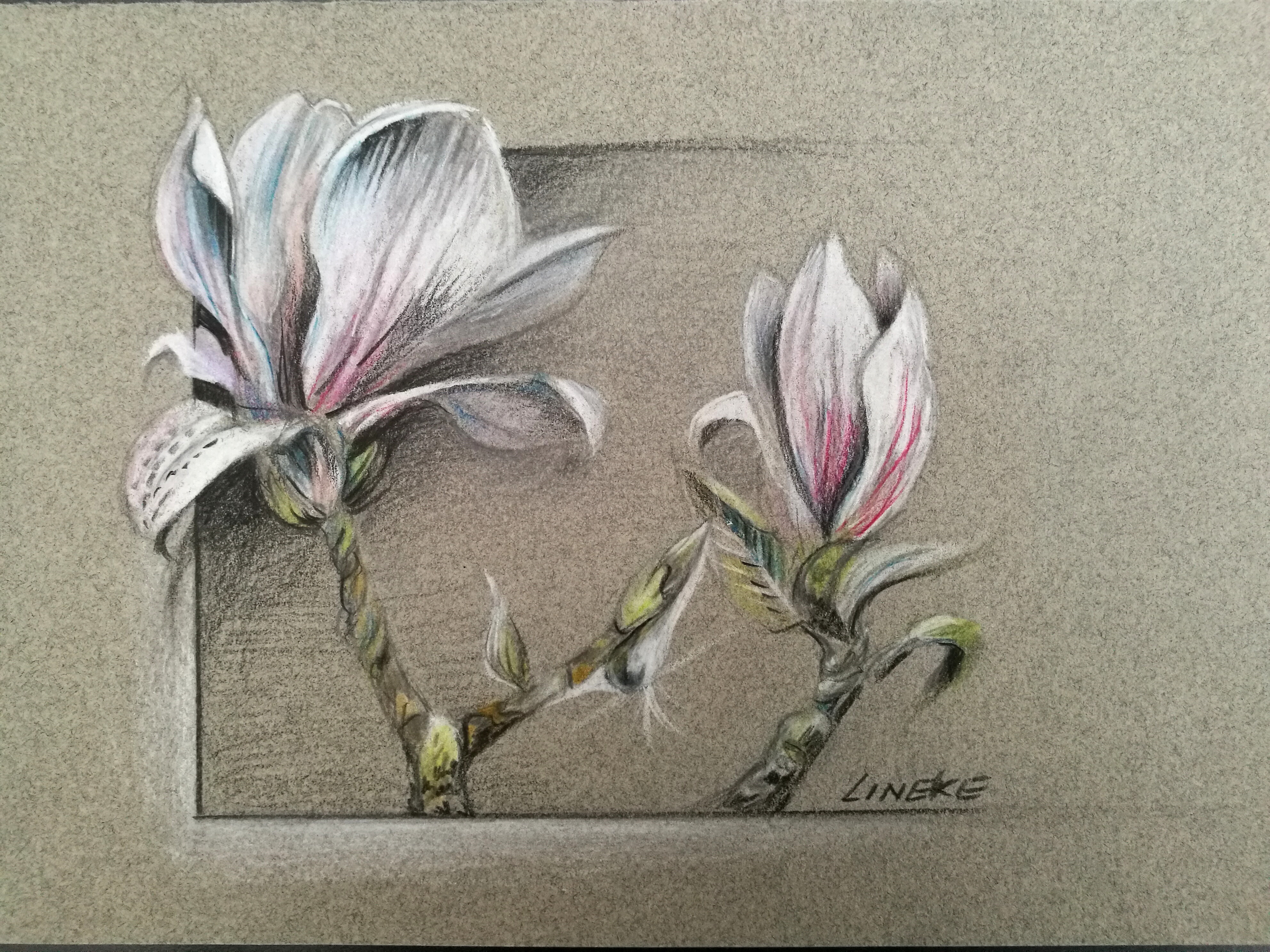 Magnolia study in color pencils