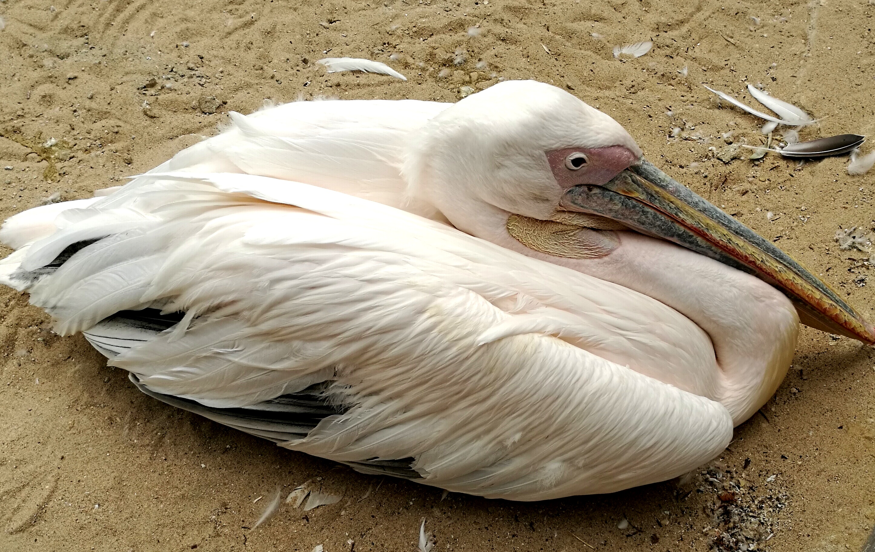 Pelican at Ouwehand Zoo