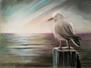 Seagull in pastel pencil