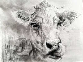 Cow drawing in charcoal Study #2