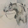 10 minutes sketches  *Quarter Horse