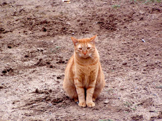 Stare Down in the Yard