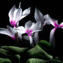 Cyclamen1