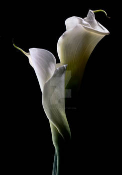 Calla Lilies