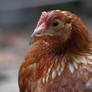 Hen