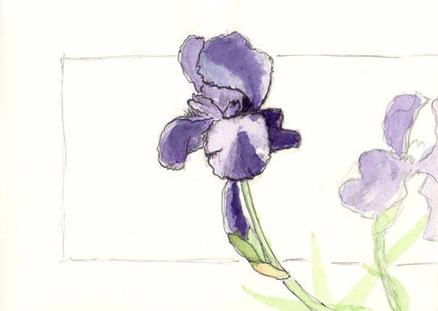 Iris