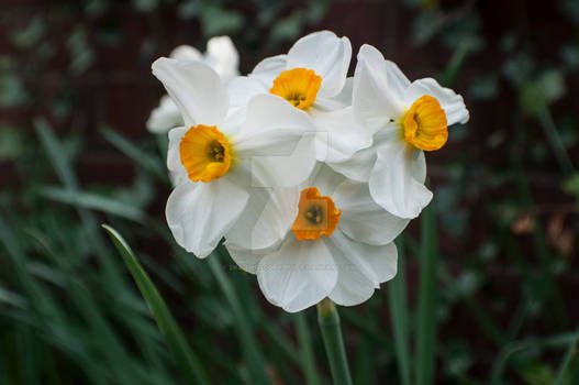 Daffodils