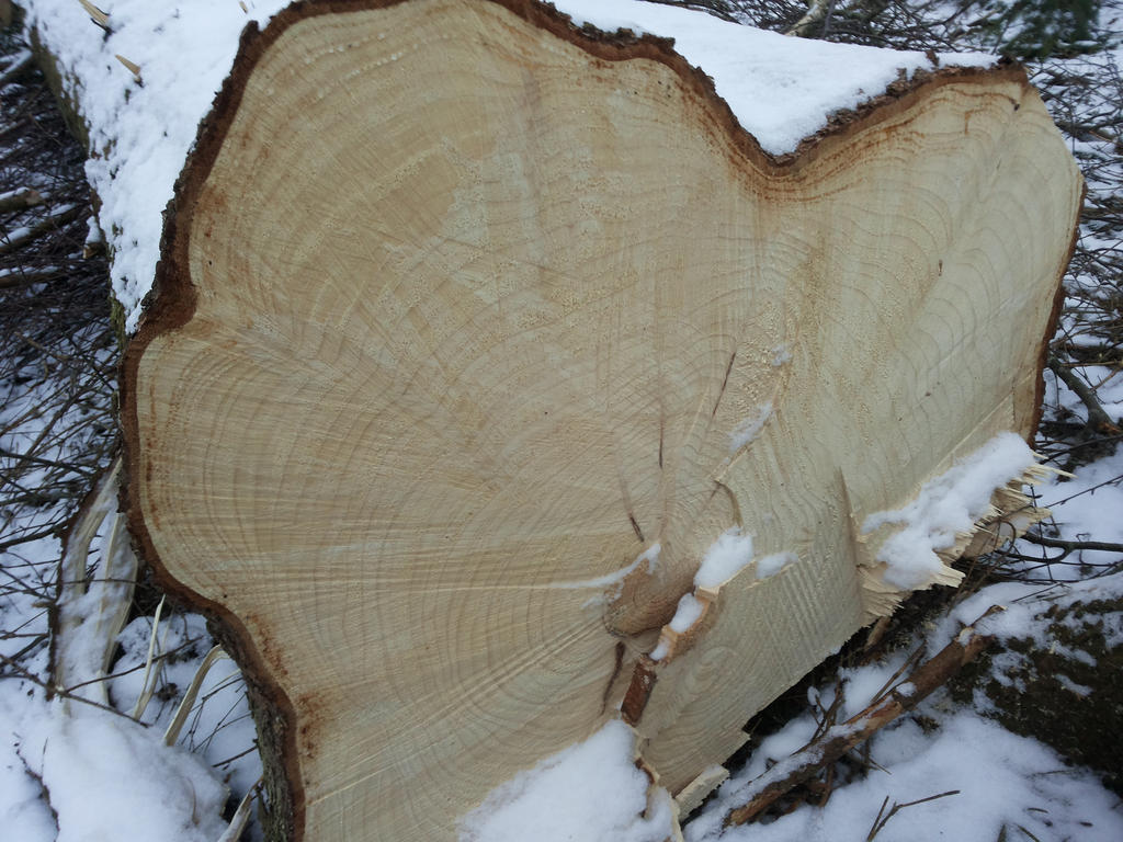 Tree Rings Character Tree Rings by Jormungandr82 on DeviantArt