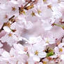 Cherry Blossoms Seamless Tile