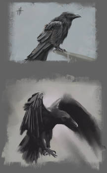 Raven Sketches