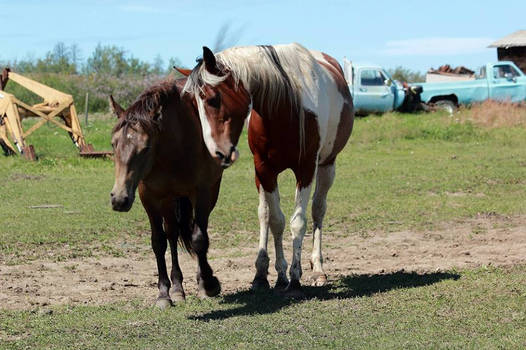 Herd Pals