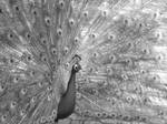 Black And White by Vatrasuil-Stalker