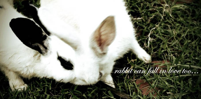 rabbit can fall in love too...