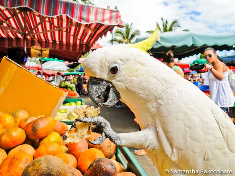 Cacatua sulphurea 4