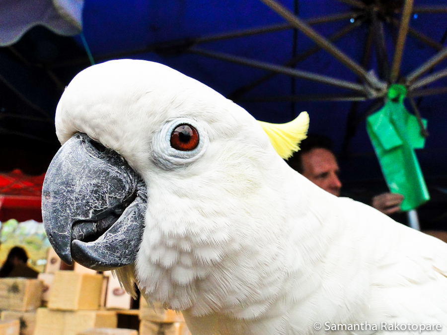 Cacatua sulphurea 6