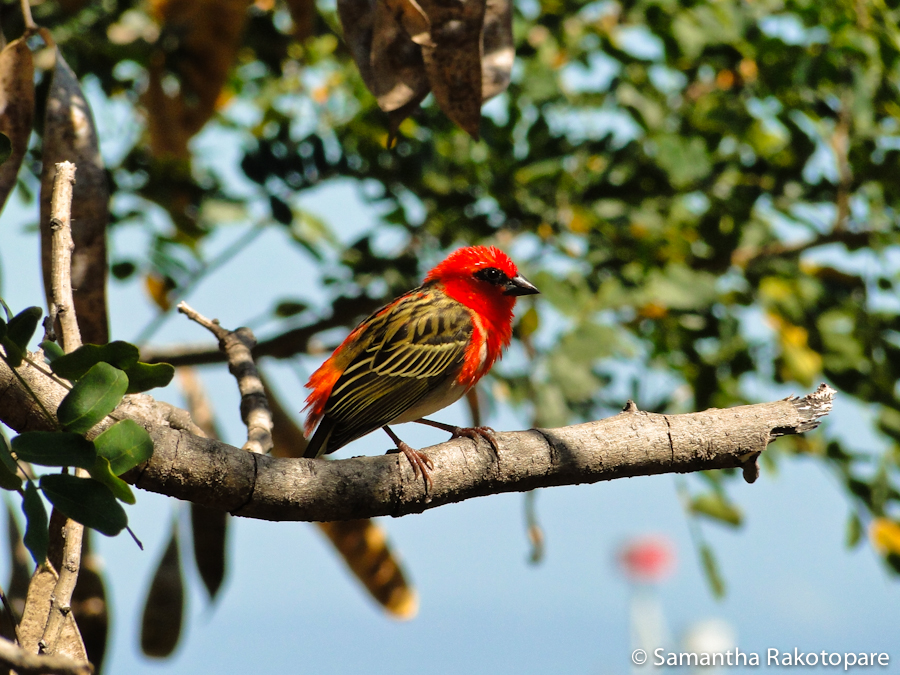 Red bird