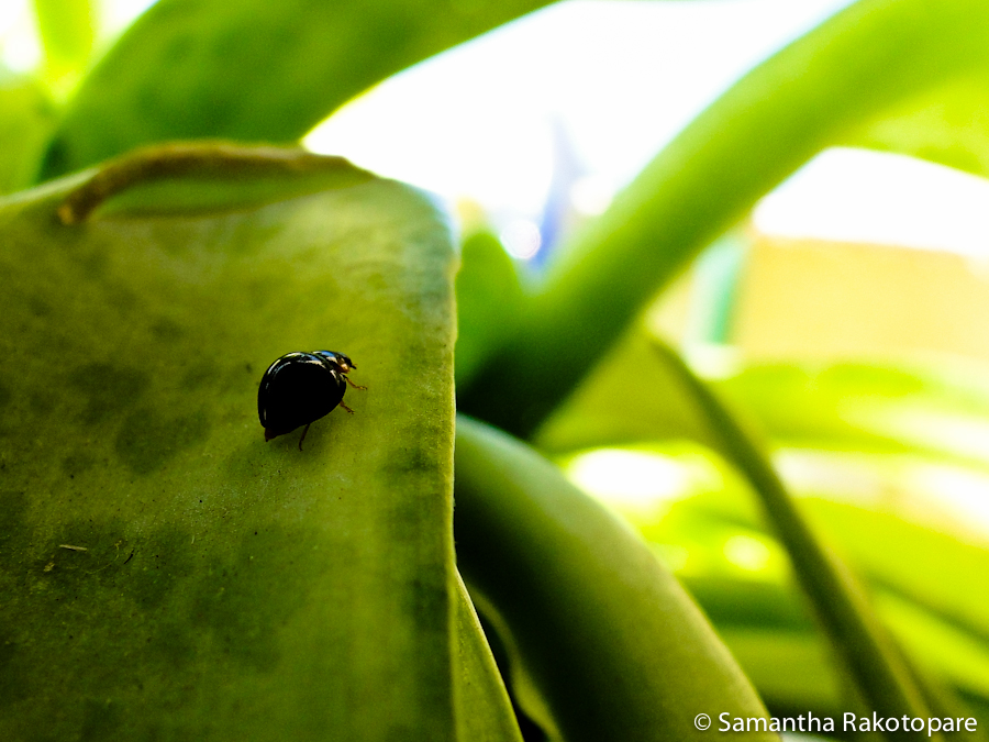 Ladybug in nature