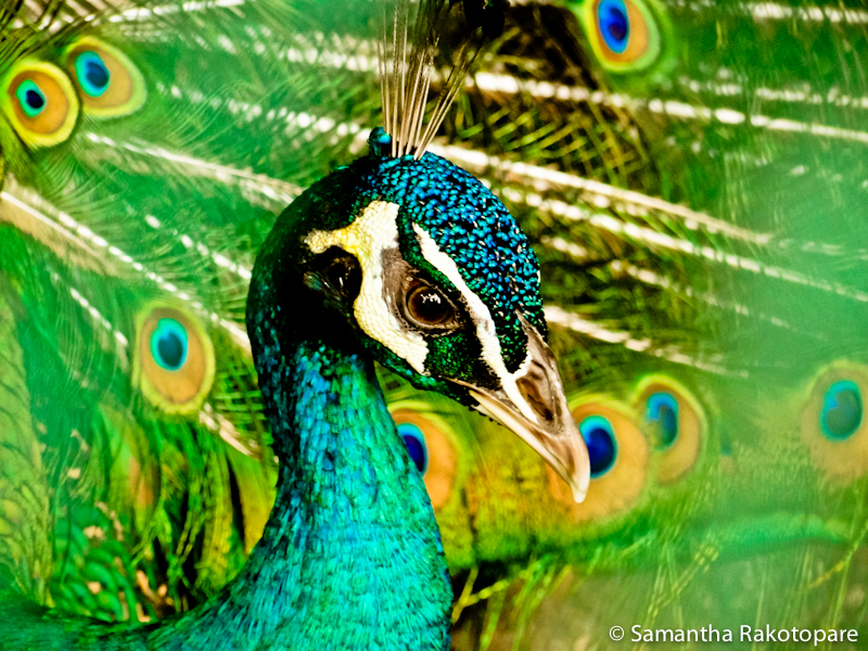 Peacock