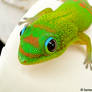 Gold dust day gecko 14