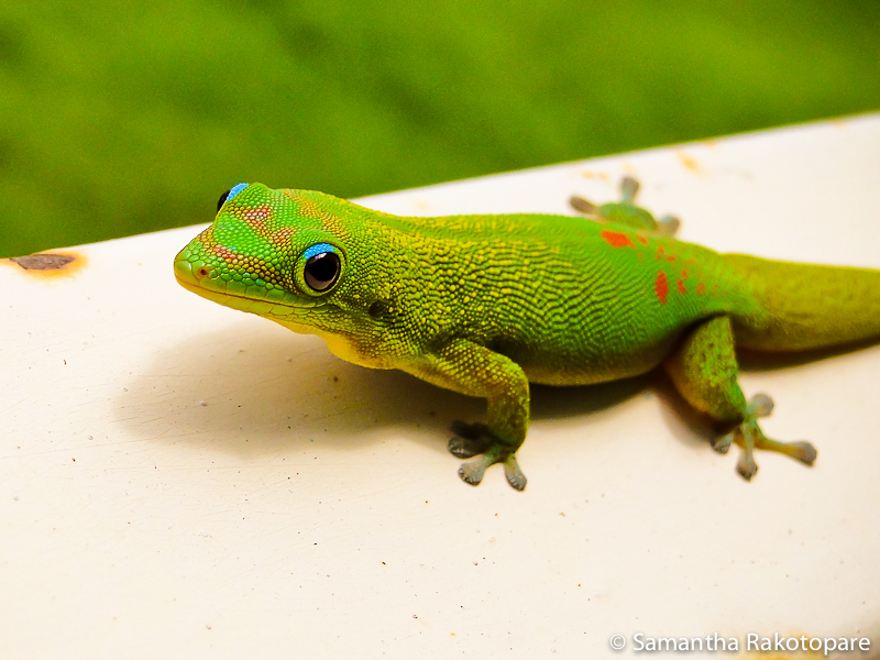 Gold dust day gecko 15