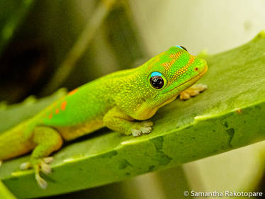 Gold dust day gecko 18