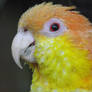 Caique Close Up