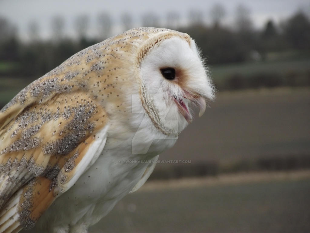 Finn The Barn Owl