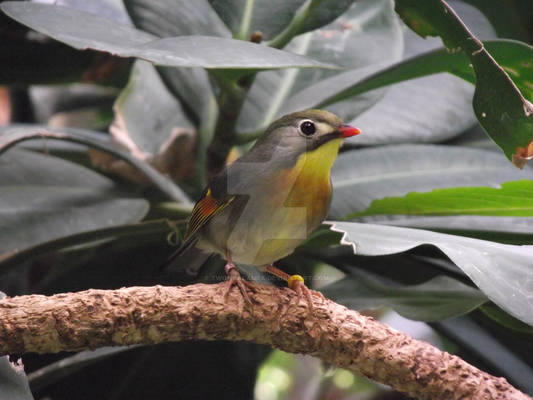 Peaking Pekin Robin