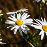 Flower - photosession.