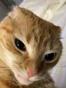 cat with rizz by S0larSh3de on DeviantArt