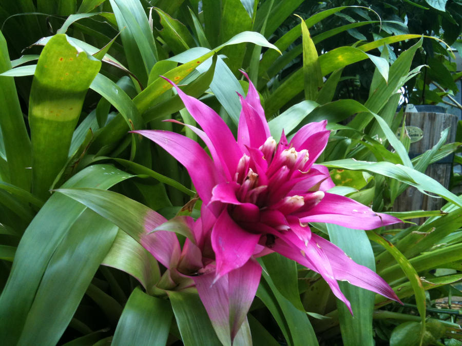 Bromeliads Are Pineapples Too