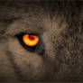 Orange Wolf Eyes