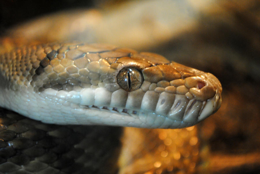 Amethystine Python by 8TwilightAngel8 on DeviantArt