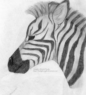 Baby Zebra Portrait