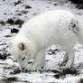 Arctic Fox 5