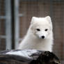 Arctic Fox 6