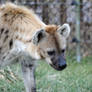 Spotted Hyena 1